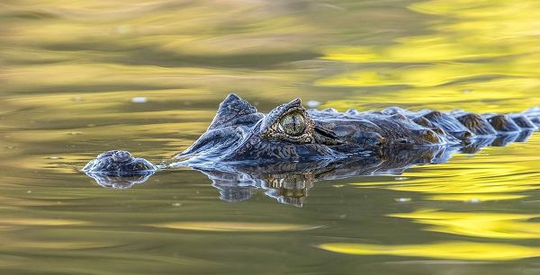 Brazil-Pantanal Jacare caiman reptile in water